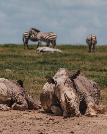 Rhinos wallowing in mud, zebras in background, Kenya