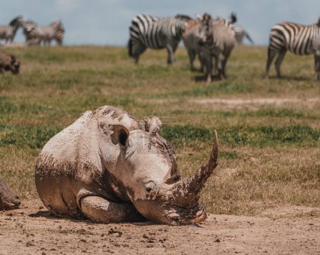 Rhinos revolcándose en el barro, cebras en el fondo, Kenia