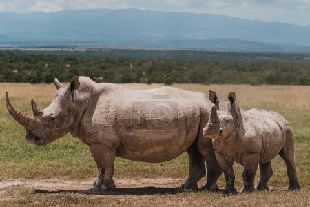 Southern white rhinos with scenic backdrop in Kenya