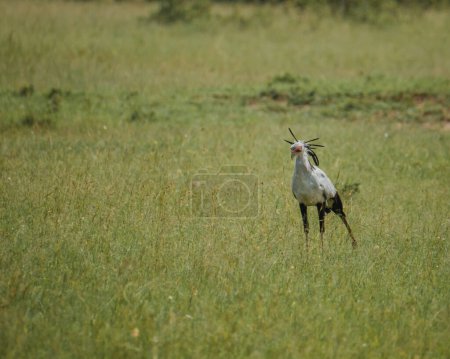 Secretario pájaro caminando en Masai Mara pastizales