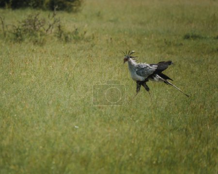 Secrétaire oiseau foulée dans la prairie Masai Mara