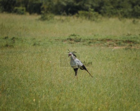 Secretary bird striding in Masai Mara grassland