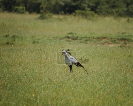 Secretary bird striding in Masai Mara grassland