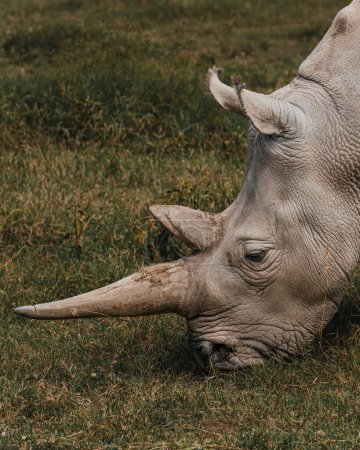Najin l'un des deux derniers rhinocéros blancs du nord à l'Ol Pejeta Conservancy au Kenya