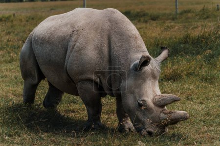 Fatu - uno de los dos últimos rinocerontes blancos del norte en el Conservatorio Ol Pejeta en Kenia