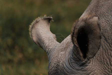 Close-up of tufted ears on a northern white rhino