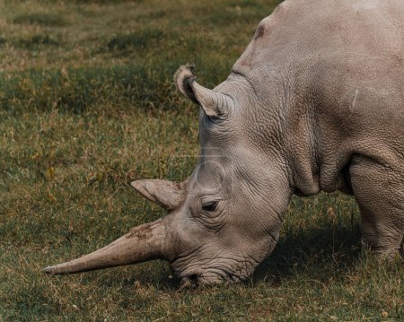 Najin uno de los dos últimos rinocerontes blancos del norte en el Conservatorio Ol Pejeta en Kenia