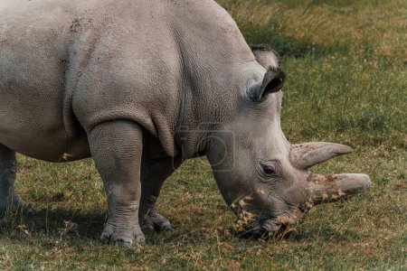 Fatu - uno de los dos últimos rinocerontes blancos del norte en el Conservatorio Ol Pejeta en Kenia