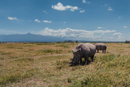 Letzte nördliche Breitmaulnashörner grasen vor der Kulisse des Mount Kenia