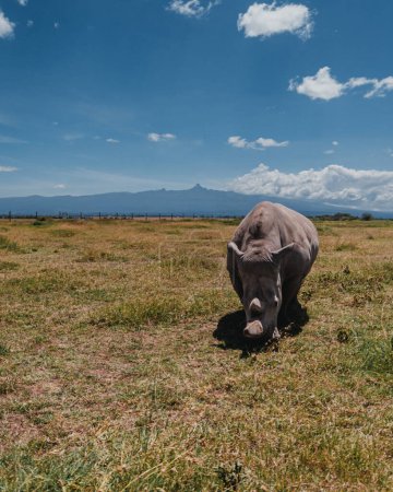Last northern white rhinos grazing, Mount Kenya backdrop