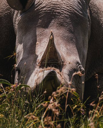 Najin eines der letzten beiden nördlichen Breitmaulnashörner im Ol Pejeta Conservancy in Kenia