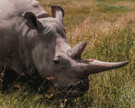 Najin uno de los dos últimos rinocerontes blancos del norte en el Conservatorio Ol Pejeta en Kenia