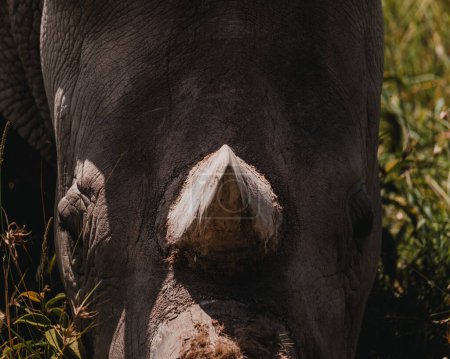 Najin eines der letzten beiden nördlichen Breitmaulnashörner im Ol Pejeta Conservancy in Kenia