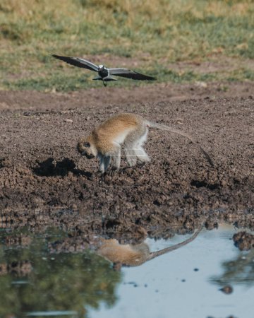 Vervet singe par l'eau avec oiseau en vol, Masai Mara