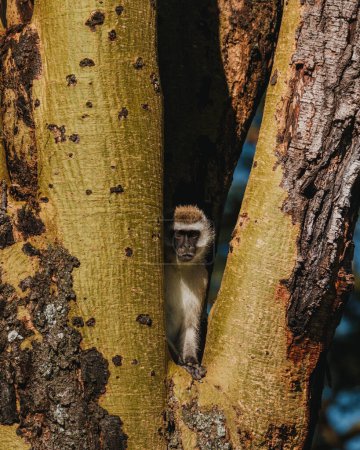 Peeking vervet monkey, hidden in a tree, Masai Mara