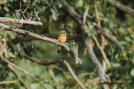 Vibrant little bee-eaters on a branch, Masai Mara