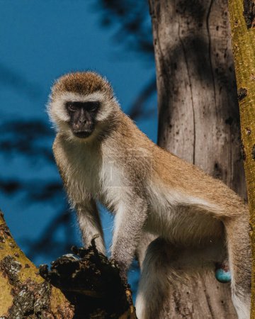 Peeking vervet monkey, hidden in a tree, Masai Mara