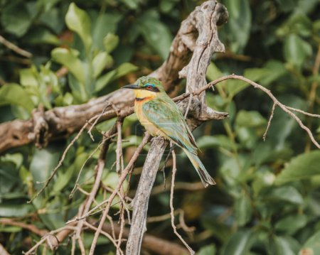 Vibrant little bee-eaters on a branch, Masai Mara