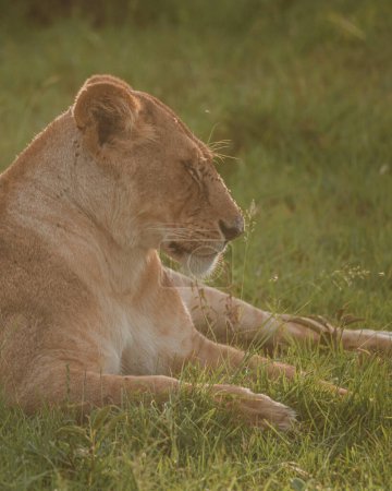 Serene lioness in Masai Mara's morning light
