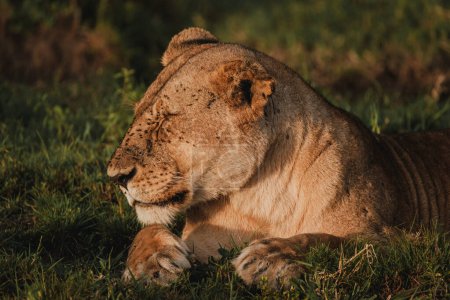 Lionne sereine dans la lumière du matin du Masaï Mara