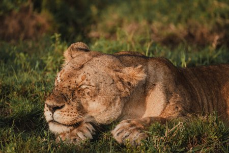 Heitere Löwin im Morgenlicht der Masai Mara