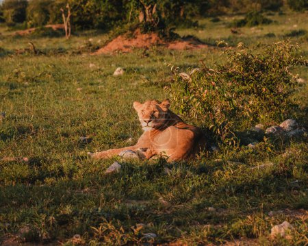 Heitere Löwin im Morgenlicht der Masai Mara