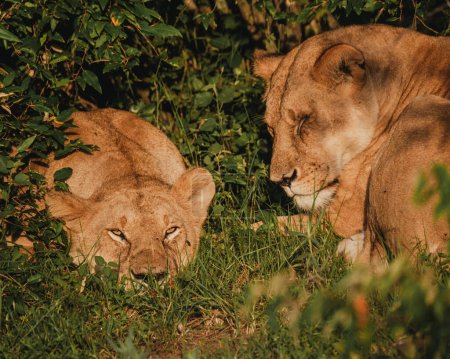 Lion pride bonding in a Masai Mara thicket