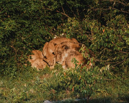 Löwenstolz im Dickicht der Masai Mara