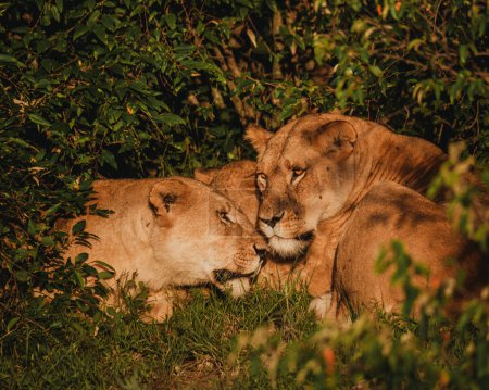 Liaison de fierté Lion dans un fourré Masai Mara