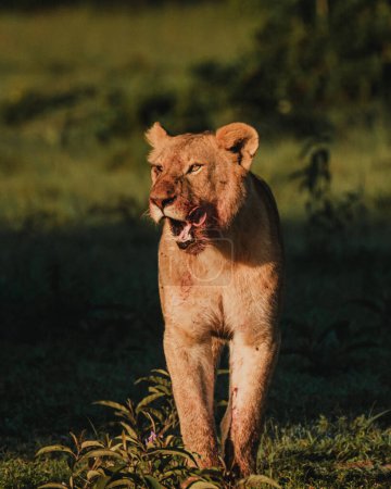 Sated lioness after a meal, Masai Mara savanna