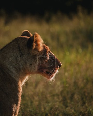 Sitzende Löwin nach einer Mahlzeit, Masai Mara Savanne