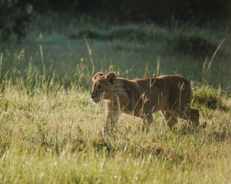 Löwenjunges bewegt sich heimlich durch Gras, Masai Mara