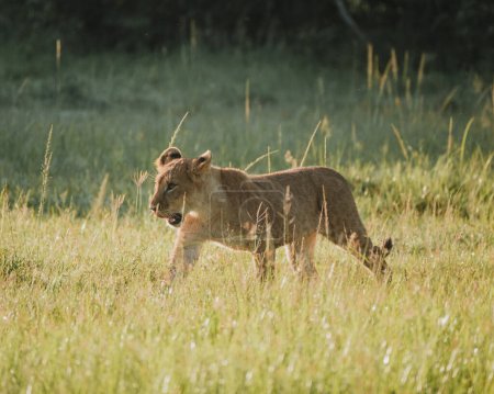 Lion cub stealthily moving through grass, Masai Mara