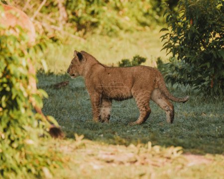 Téléchargez les photos : Louveteau lion ludique explorant sous un buisson, Masai Mara - en image libre de droit