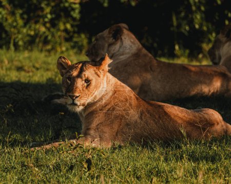 Lions se prélasser dans l'herbe, Ol Pejeta Conservancy, Kenya