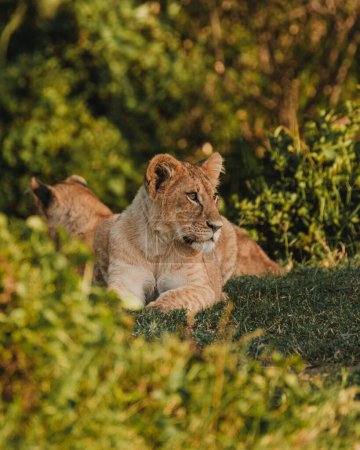 Resting lion cub gazes in Ol Pejeta, Kenya