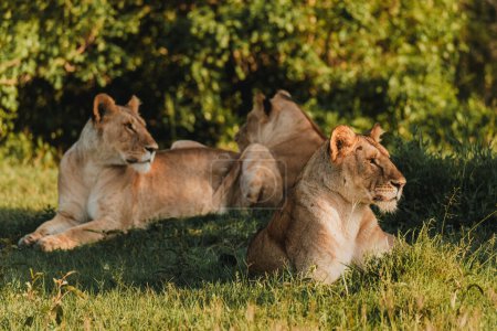 Lions se prélasser dans l'herbe, Ol Pejeta Conservancy, Kenya