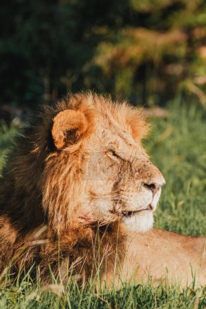 Majestueux lion se prélassant à Ol Pejeta, la lumière du soleil du Kenya