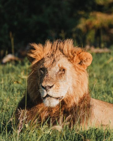 Majestuoso león tomando el sol en Ol Pejeta, la luz del sol de Kenia