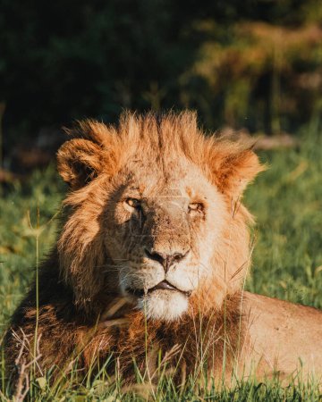 Majestic lion basking in Ol Pejeta, Kenya's sunlight