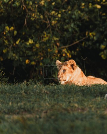 Resting lion cub gazes in Ol Pejeta, Kenya