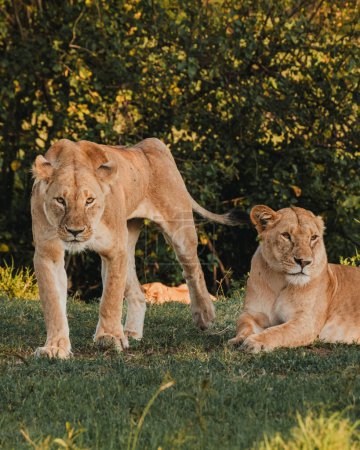Two lionesses in repose amidst Kenyan foliage