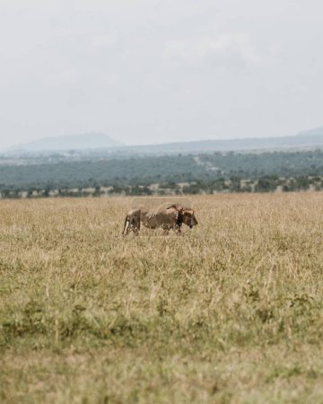 Photo for Lone lion roaming the vast Ol Pejeta plains - Royalty Free Image