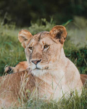 Alerta leona contemplando la naturaleza keniata