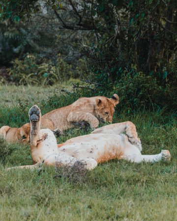 Löwen im Gras, Ol Pejeta Conservancy, Kenia