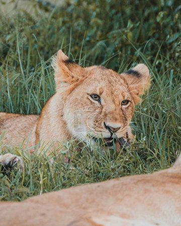 Cub nuzzles sibling near lioness, grassy Kenyan backdrop