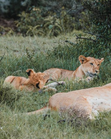 Cub nuzzles sibling near lioness, grassy Kenyan backdrop