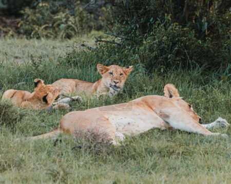 Lions lounging in grass, Ol Pejeta Conservancy, Kenya