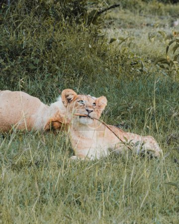 cachorro de león joven disfrutando de un momento lúdico, Ol Pejeta, Kenia