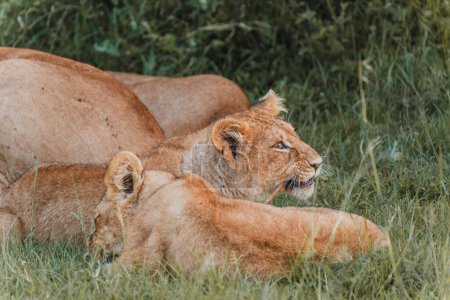 Tender moment between lioness and cub in greenery